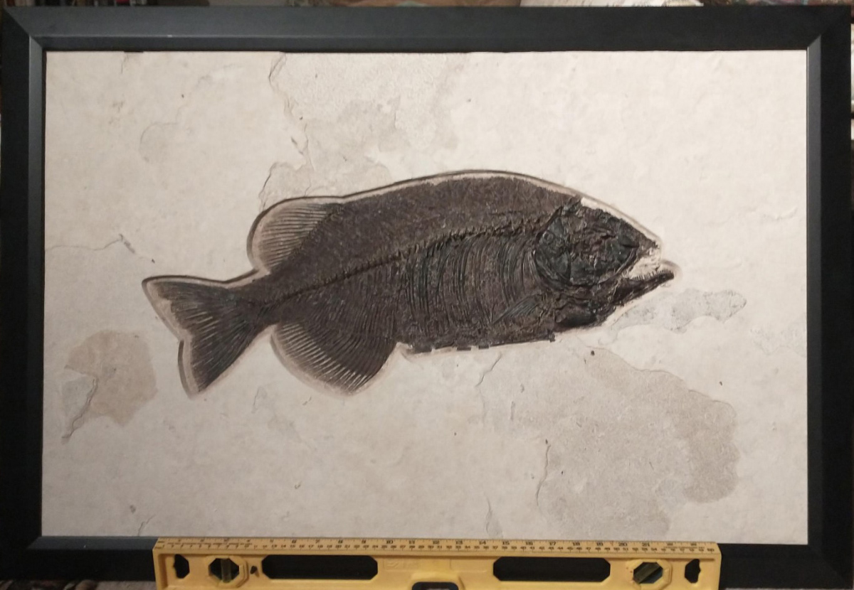 Fossil Fish Cleaned and Framed
